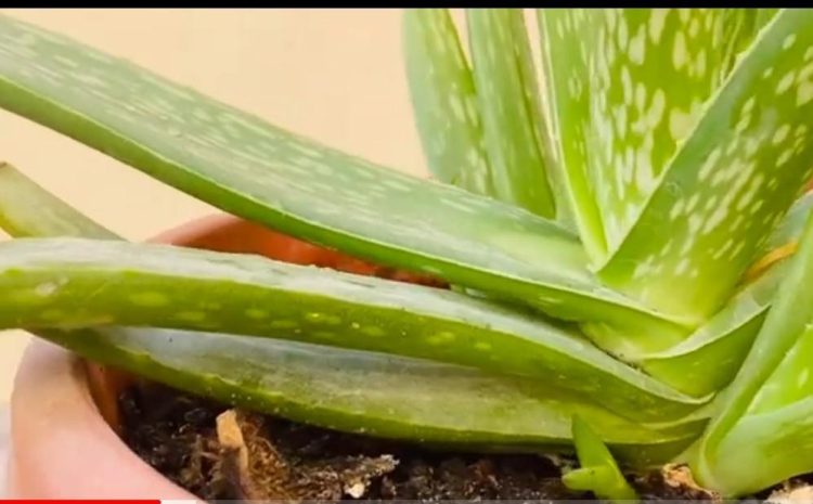  What Are the Health Benefits of Aloe Vera Juice?